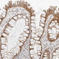 Anti-NEO1 antibody produced in rabbit 