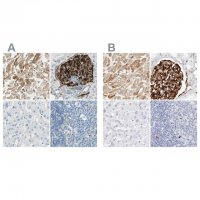 Anti-NES antibody produced in rabbit 