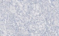 Anti-Nestin Antibody, clone 10C2 ZooMAb Mouse Monoclonal 