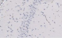 Anti-NeuN Antibody, clone A60 ZooMAb Mouse Monoclonal 