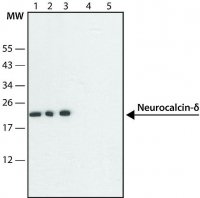 Anti-Neurocalcin- antibody produced in rabbit 