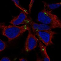 Anti-NHLH1 antibody produced in rabbit HPA017943-100UL