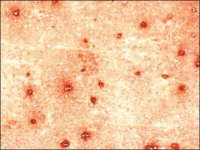 Anti-Nicastrin antibody produced in rabbit N1660-.2ML