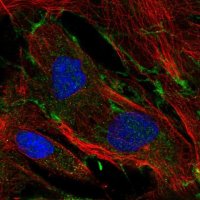 Anti-NID2 antibody produced in rabbit 