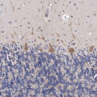 Anti-NKAIN4 antibody produced in rabbit HPA029876-100UL