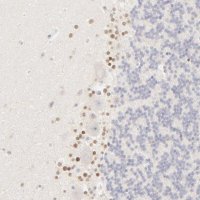 Anti-NKX2-2 antibody produced in rabbit 