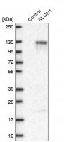 Anti-NLGN1 antibody produced in rabbit 