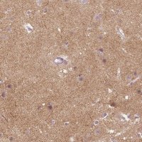 Anti-NLGN2 antibody produced in rabbit 