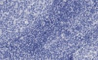 Anti-NLRP3 Antibody, clone 4B4 ZooMAb Rabbit Monoclonal 