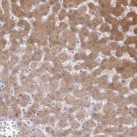 Anti-NNMT antibody produced in rabbit 