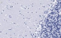 Anti-NOS1 Antibody, clone 1F14 ZooMAb Rabbit Monoclonal 