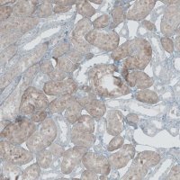 Anti-NOX4 antibody produced in rabbit 
