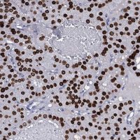 Anti-NPM2 antibody produced in rabbit 