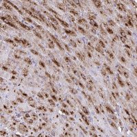Anti-NPPA antibody produced in rabbit 