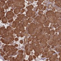 Anti-NPRL2 antibody produced in rabbit 