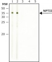 Anti-NPTII antibody produced in rabbit N6537-200UL
