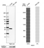 Anti-NQO1 antibody produced in rabbit 