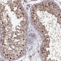 Anti-NR2C1 antibody produced in rabbit 