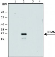 Anti-NRAS (C-terminal) antibody produced in rabbit SAB4200779-100UL
