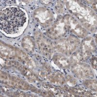 Anti-NRBP1 antibody produced in rabbit HPA029527-100UL