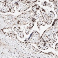 Anti-NRF1 antibody produced in rabbit 
