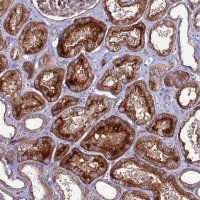 Anti-NRN1L antibody produced in rabbit HPA041761-100UL