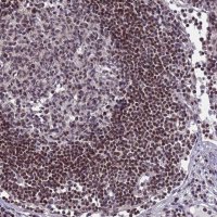 Anti-NSL1 antibody produced in rabbit 