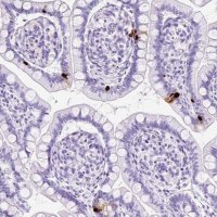 Anti-NTS antibody produced in rabbit 