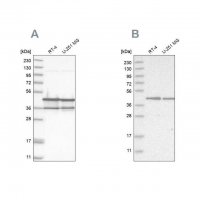 Anti-NUDC antibody produced in rabbit 