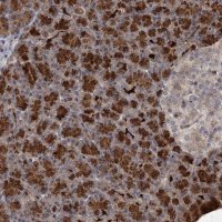 Anti-NUDT22 antibody produced in rabbit 