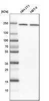 Anti-NUP205 antibody produced in rabbit 