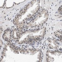 Anti-NUP35 antibody produced in rabbit 