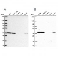 Anti-NUP37 antibody produced in rabbit HPA073708-100UL
