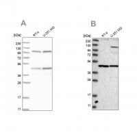 Anti-NUP43 antibody produced in rabbit 