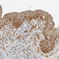 Anti-NXN antibody produced in rabbit 