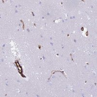 Anti-NXPH1 antibody produced in rabbit 