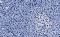Anti-O-GlcNAc Transferase Antibody, clone 1O19 ZooMAb Rabbit Monoclonal 
