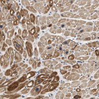 Anti-OBSCN antibody produced in rabbit 