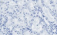 Anti-Occludin Antibody, clone 1C17 ZooMAb Rabbit Monoclonal 