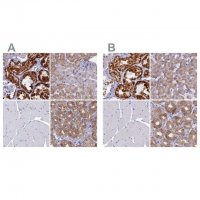 Anti-OCIAD2 antibody produced in rabbit 