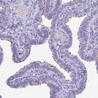 Anti-ODF3B antibody produced in rabbit 