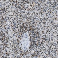 Anti-OGFR antibody produced in rabbit 
