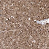 Anti-OGT antibody produced in rabbit 