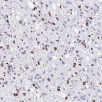 Anti-OLIG2 antibody produced in rabbit 