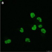Anti-Olig2 Antibody, clone 1K2 ZooMAb Rabbit Monoclonal 