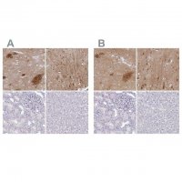 Anti-OMG antibody produced in rabbit 