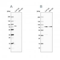 Anti-OPTN antibody produced in rabbit 