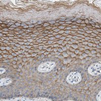 Anti-ORAI1 antibody produced in rabbit 
