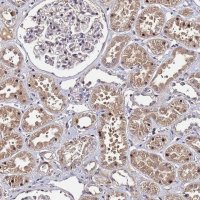 Anti-OSER1 antibody produced in rabbit 