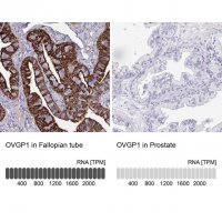 Anti-OVGP1 antibody produced in rabbit 